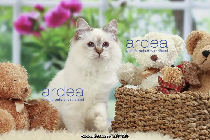  : Cat Birman. kitten with teddy bears