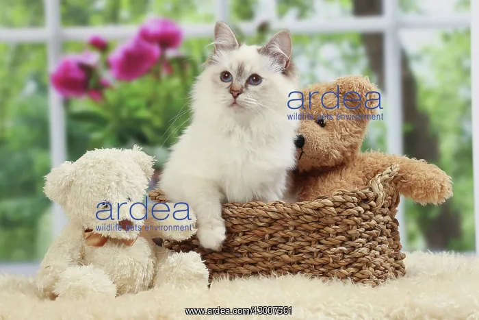  : Cat Birman. kitten with teddy bears