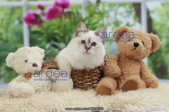  : Cat Birman. kitten with teddy bears