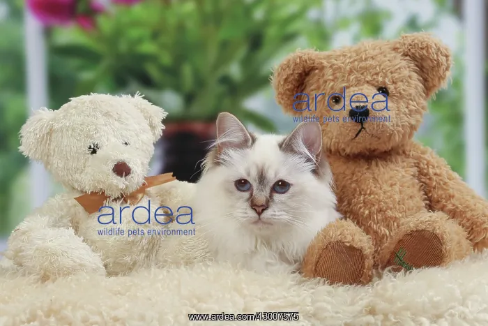  : Cat Birman. kitten with teddy bears