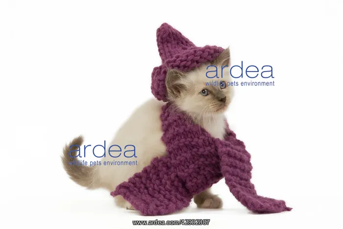 : Cat - Birman - kitten wearing purple hat & scarf : Cat - Birman - kitten wearing purple hat & scarf