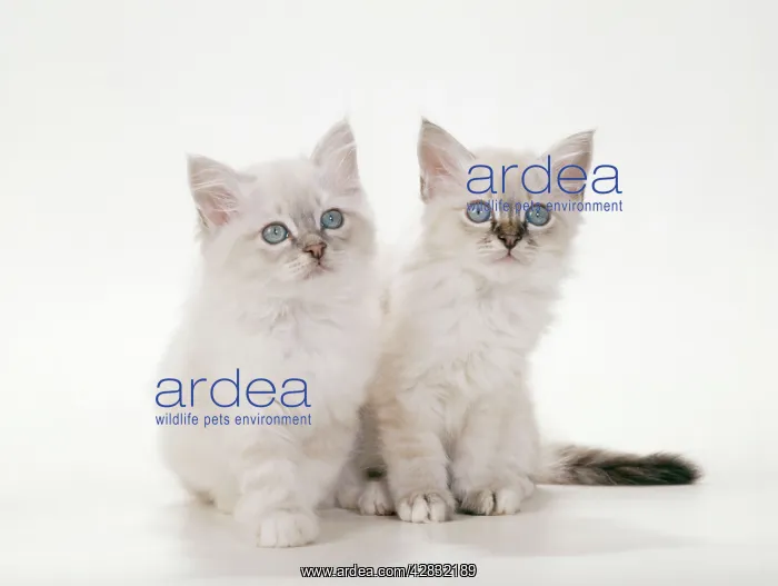  : CAT - two Birman kittens