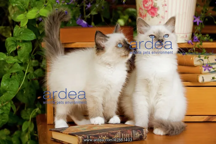  : Cat - two Birman kittens