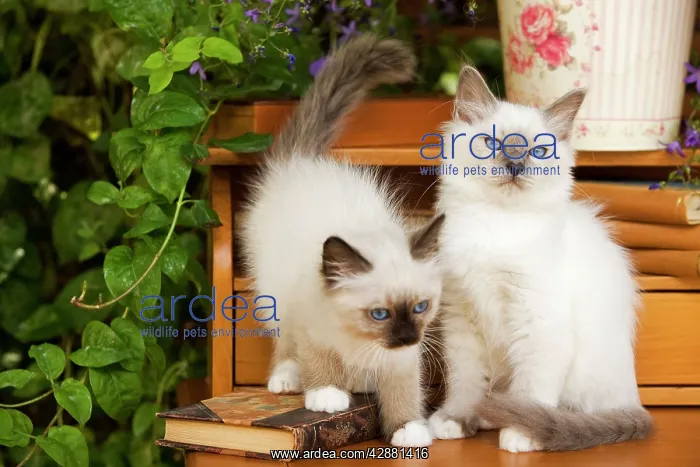  : Cat - two Birman kittens