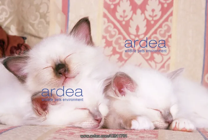 : CAT - Birman kittens asleep on sofa : CAT - Birman kittens asleep on sofa