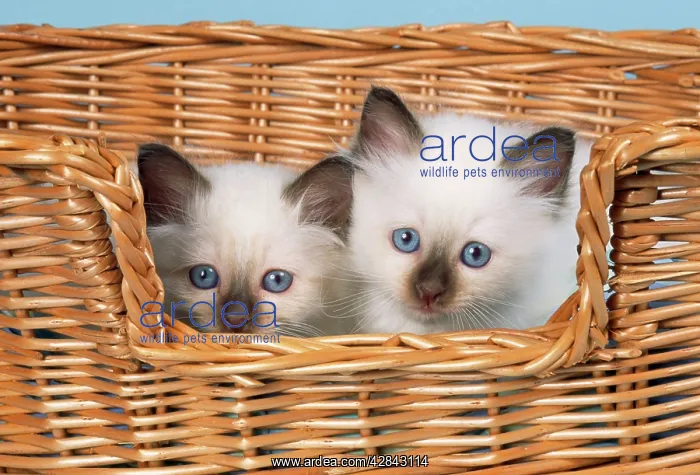  : CAT - Birman kittens in basket