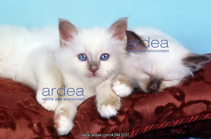  : CAT - Birman kittens on cushion