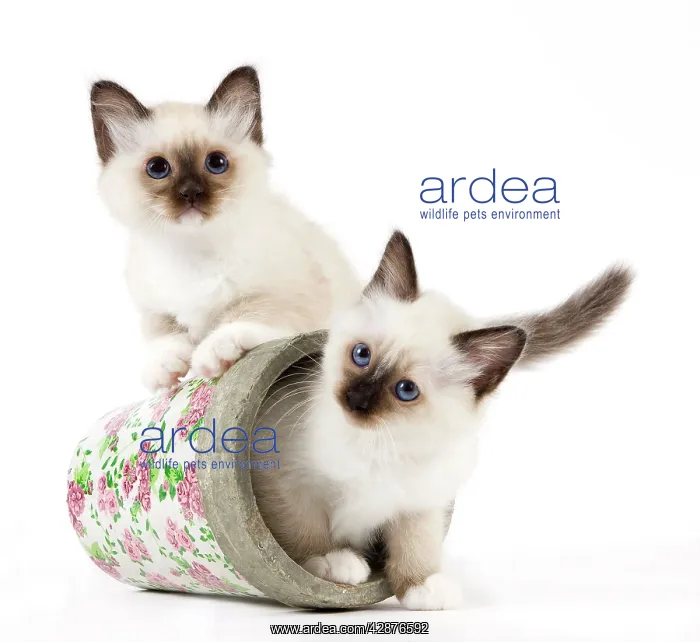  : Cat - Birman kittens - in flowerpot