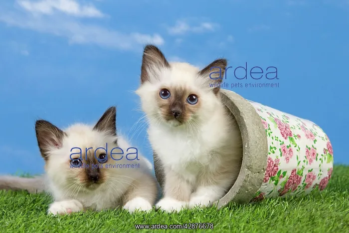  : Cat - Birman kittens - playing with flowerpot