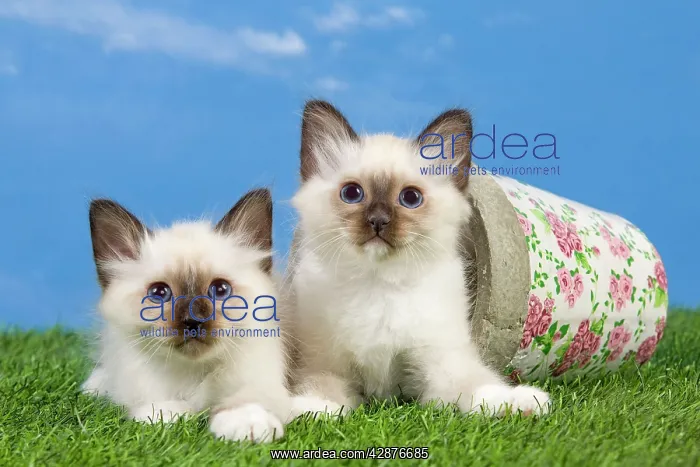  : Cat - Birman kittens - playing with flowerpot