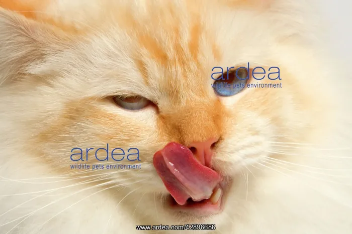  : Cat - Birman licking lips