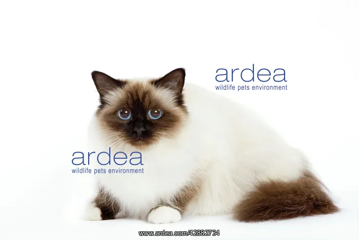  : Cat - Birman - lying down