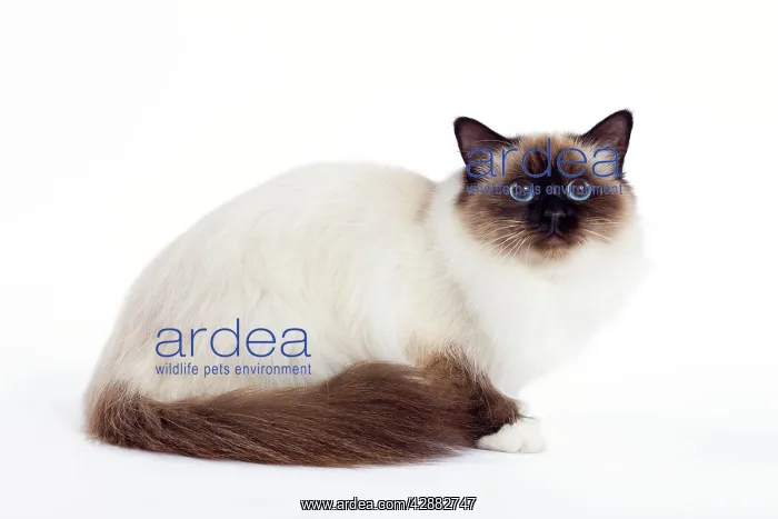  : Cat - Birman - lying down