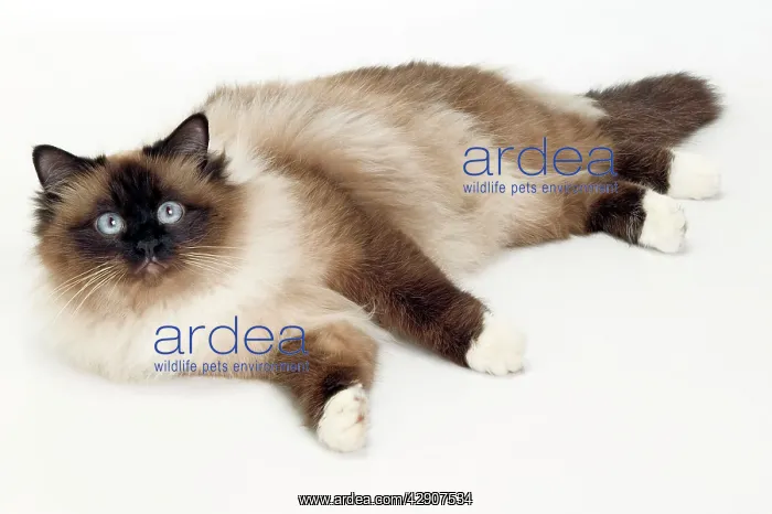  : Cat - Birman lying in studio