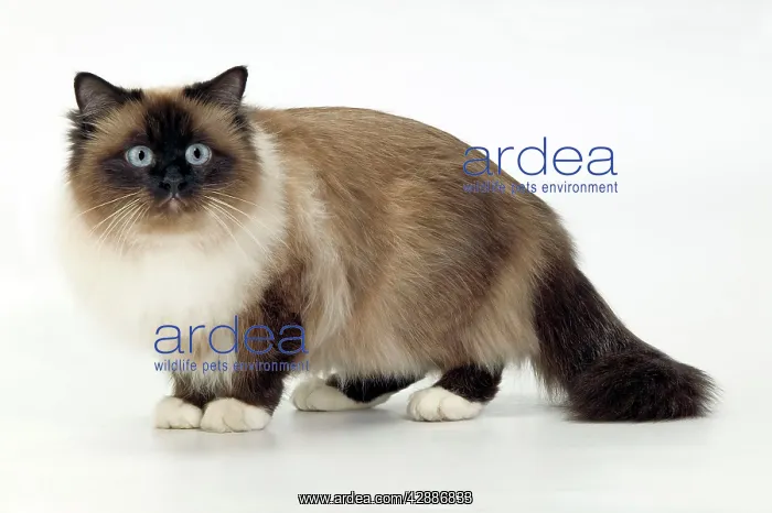  : Cat - Birman, standing side view