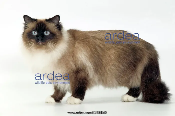  : Cat - Birman, standing side view