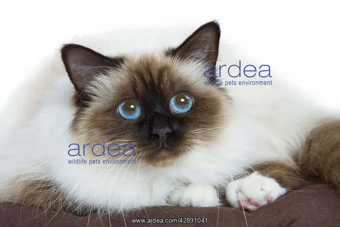  : Cat - Birman - in studio