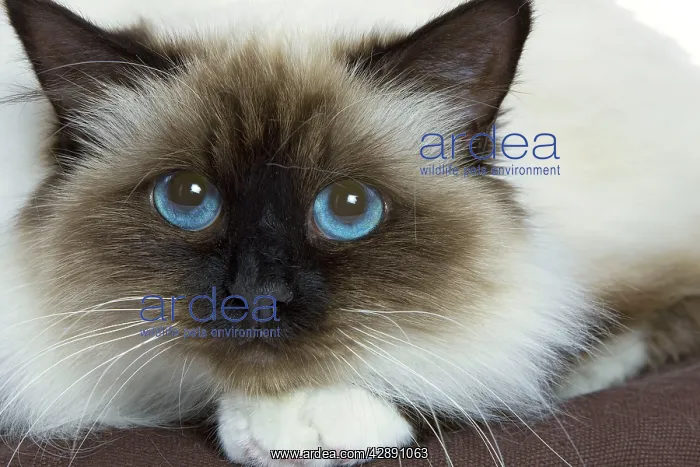  : Cat - Birman - in studio