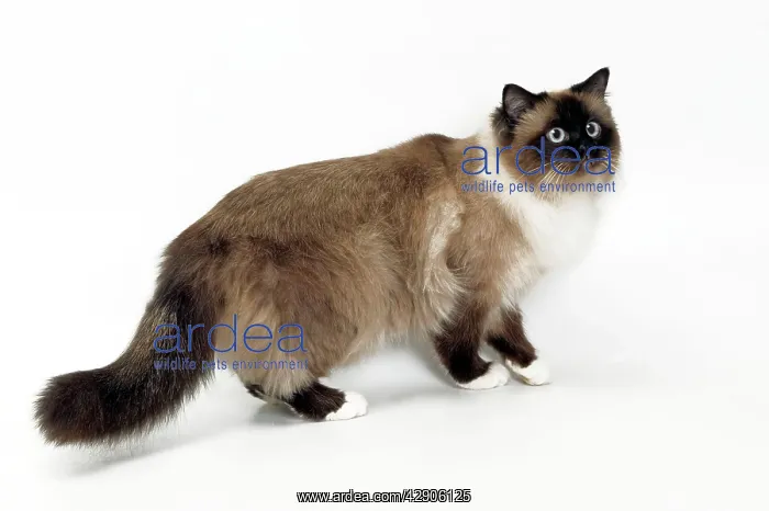  : Cat - Birman in studio