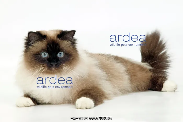  : Cat - Birman, twitching tail