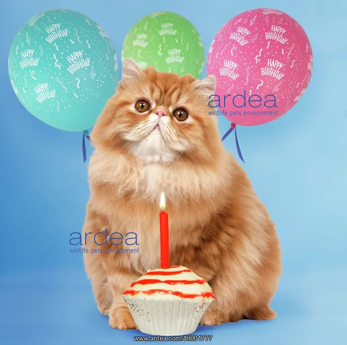 : Cat with birthday balloons and cake Digital Manipulation : Cat with birthday balloons and cake Digital Manipulation