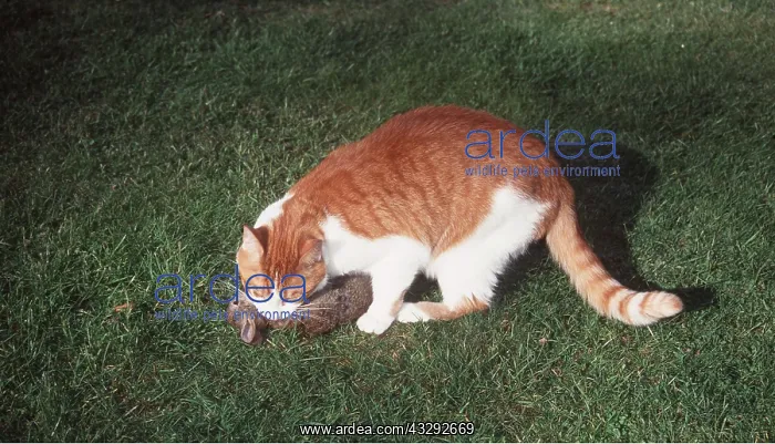 : CAT - biting neck of dead rabbit : CAT - biting neck of dead rabbit
