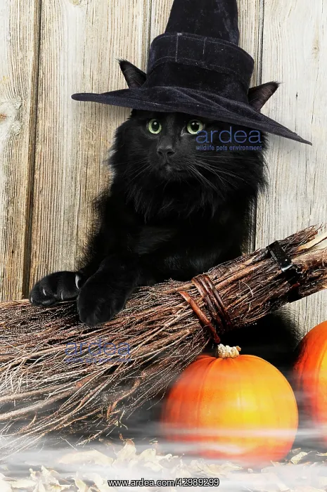 : CAT - Black Cat : CAT - Black Cat