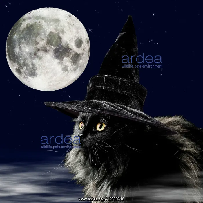 : CAT - Black Cat : CAT - Black Cat