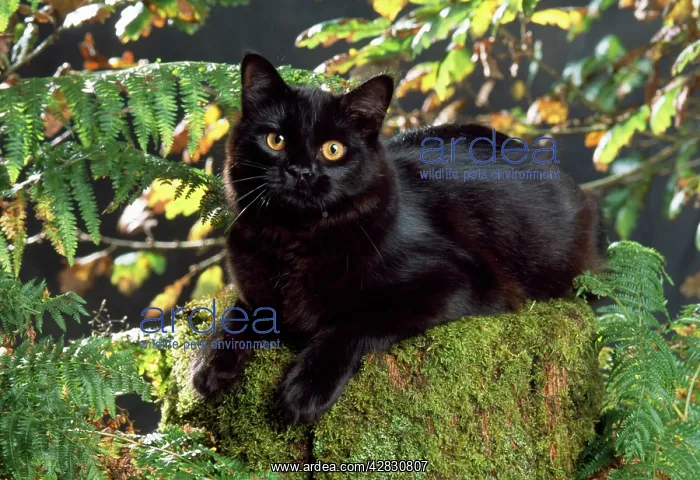 : Cat - Black cat in autumn setting : Cat - Black cat in autumn setting