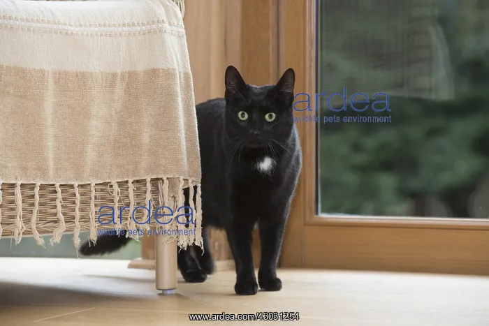 : CAT. Black cat next to a chair : CAT. Black cat next to a chair