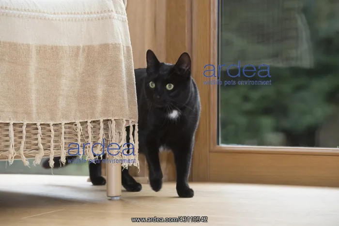 : CAT. Black cat next to a chair : CAT. Black cat next to a chair