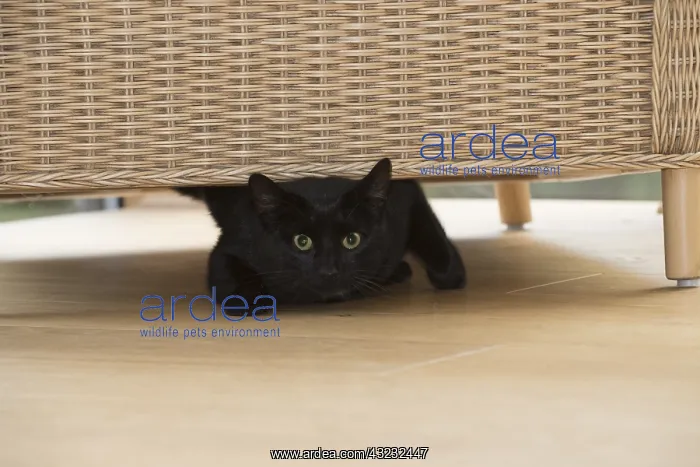  : CAT. Black cat under a chair