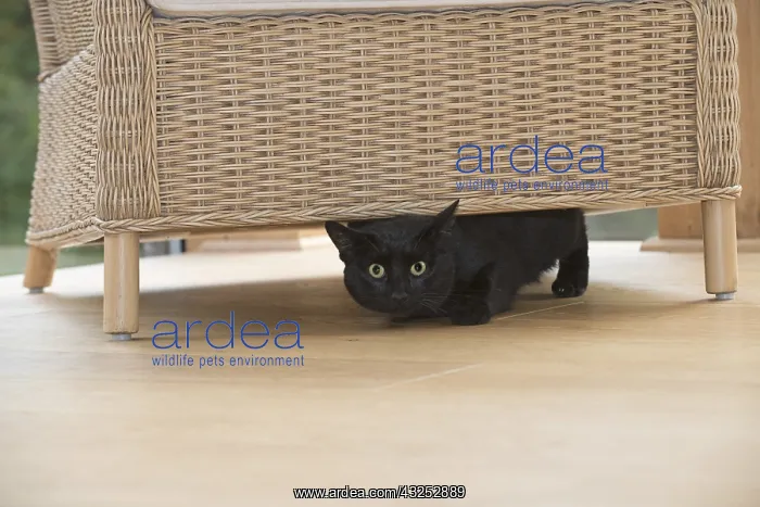 : CAT. Black cat under a chair