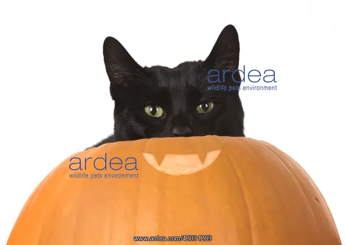 : CAT. Black cat in a pumpkin, studio : CAT. Black cat in a pumpkin, studio