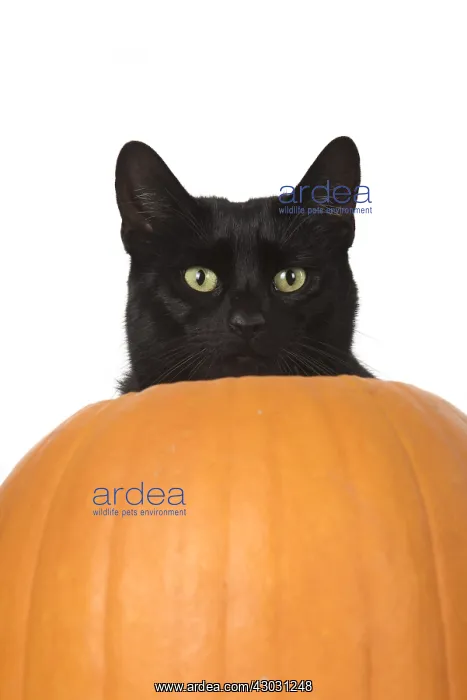 : CAT. Black cat in a pumpkin, studio : CAT. Black cat in a pumpkin, studio