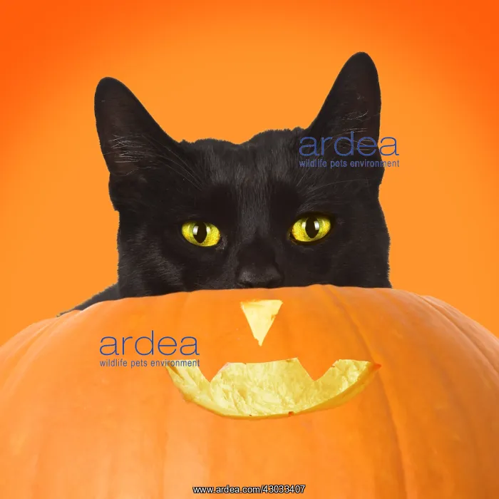 : CAT. Black cat in a pumpkin, studio. Digital manipulation : CAT. Black cat in a pumpkin, studio. Digital manipulation