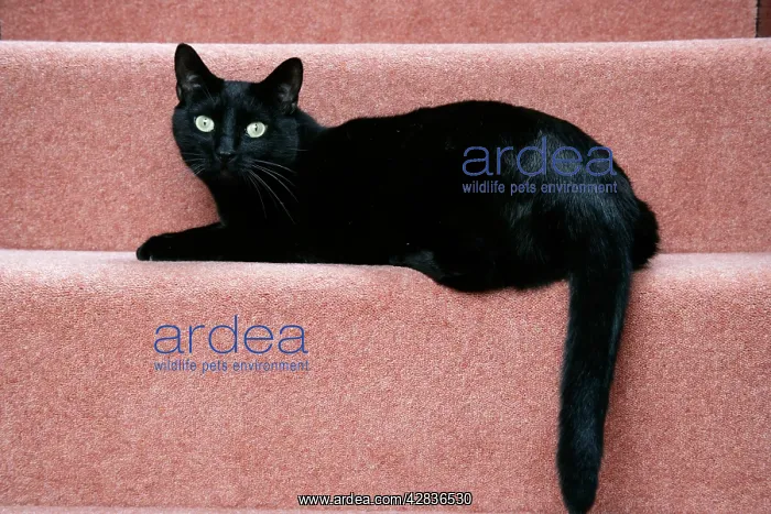 : CAT. black cat on stairs : CAT. black cat on stairs
