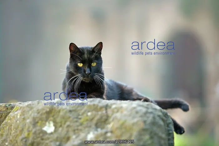  : Cat - Black cat on stone wall