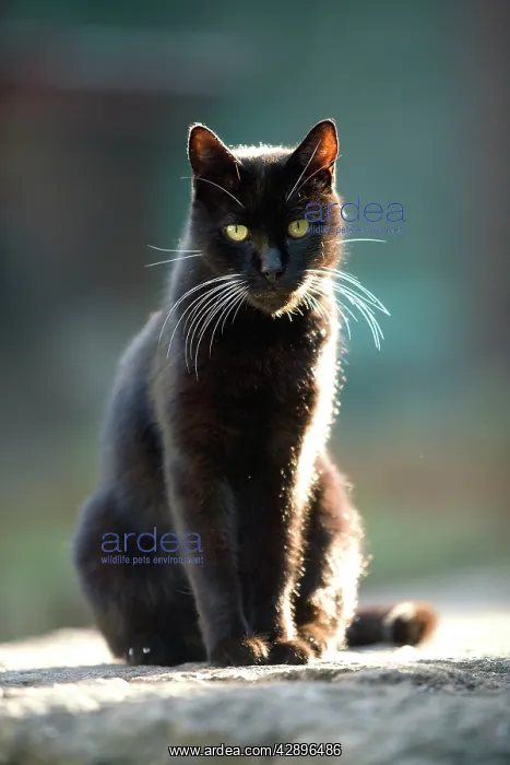  : Cat - Black cat on stone wall