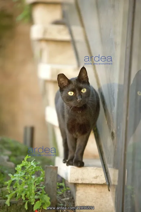  : Cat - Black cat walking on ledge