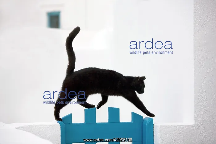 : Cat - black cat walking along wall - Stray : Cat - black cat walking along wall - Stray