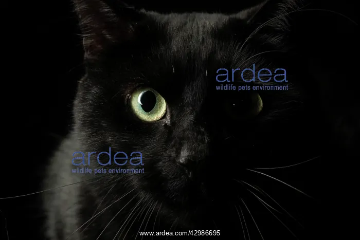 : CAT. black cats face with moon shaped highlight : CAT. black cats face with moon shaped highlight