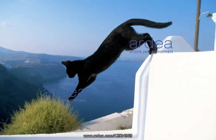 : CAT- Black, jumping off wall : CAT- Black, jumping off wall