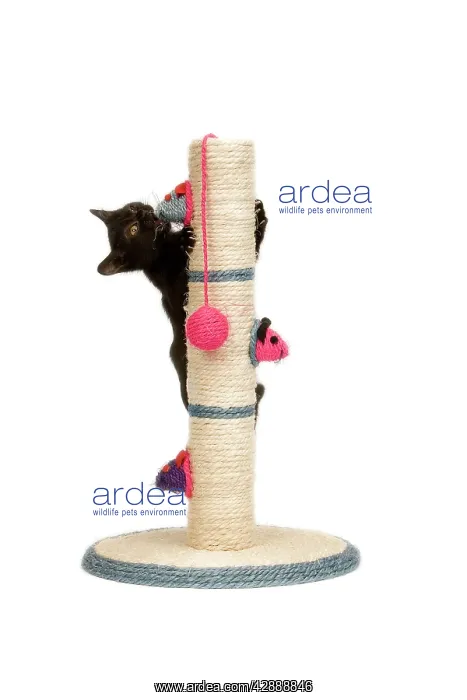 : Cat - black kitten on activity play centre / scratch post : Cat - black kitten on activity play centre / scratch post