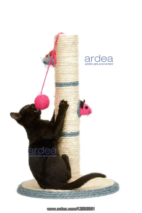 : Cat - black kitten on activity play centre / scratch post : Cat - black kitten on activity play centre / scratch post