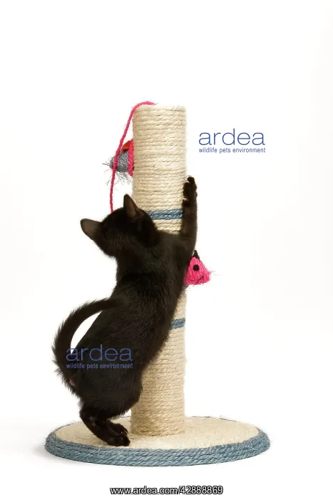 : Cat - black kitten on activity play centre / scratch post : Cat - black kitten on activity play centre / scratch post