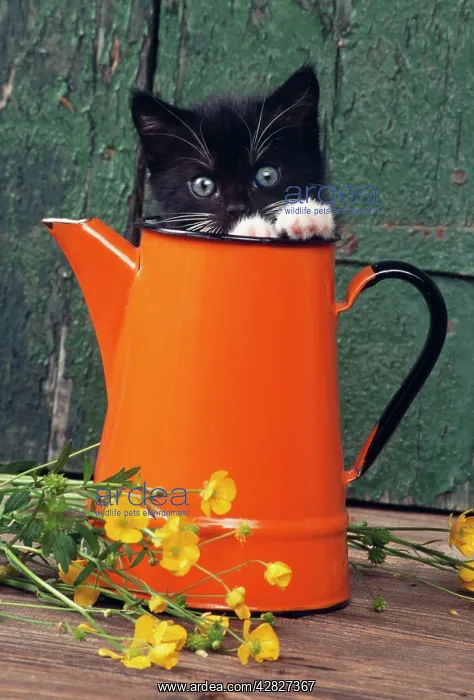 : CAT - Black kitten in orange jug : CAT - Black kitten in orange jug