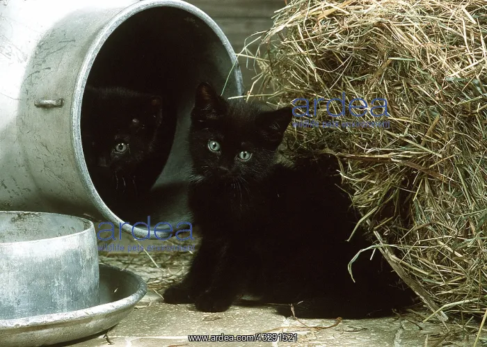 : CAT - two black kittens in milk churn : CAT - two black kittens in milk churn