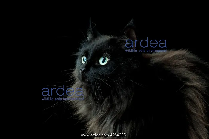 : CAT - Black long haired cat : CAT - Black long haired cat