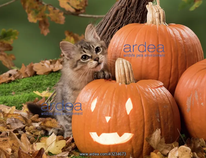 : Cat Black Mackerel Tabby Tiffanie with Pumpkins : Cat Black Mackerel Tabby Tiffanie with Pumpkins